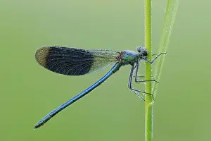 Banded Demoiselle (Calopteryx splendens)
