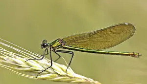 Banded demoiselle (Calopteryx splendens)