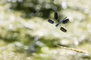 Banded demoiselle (calopteryx splendens)