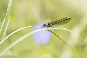 Banded demoiselle (calopteryx splendens) female