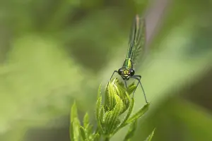 Banded demoiselle damselfly (Calopteryx splendens) adult female insect resting on a Cleaver plant leaf in summer