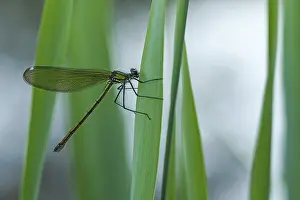 Banded demoiselle, female (Calopteryx splendens)