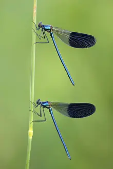 Banded Demoiselles (Calopteryx splendens)