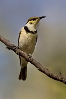 Banded Honeyeater (Cissomela pectoralis) juvenile