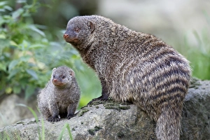 Banded Mongoose, juvenile, (Mungos mungo)