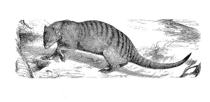 Banded mongoose (Mungos mungo)