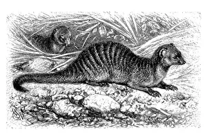 Banded mongoose (Mungos mungo)