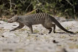 Banded mongoose (Mungos mungo)