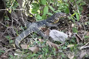 Banded monitor lizard (Varanus salvator)