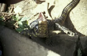 Banded monitor lizard (Varanus salvator)