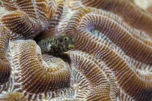 Banded pike blenny (Acanthemblemaria maria)