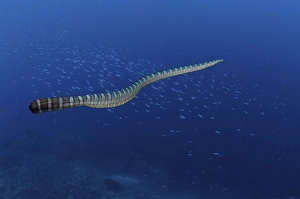 Banded Sea Krait (Laticauda colubrina)