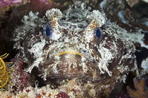 Banded toadfish, Halophryne diemensis