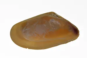 Banded wedge shell (Donax vittatus)