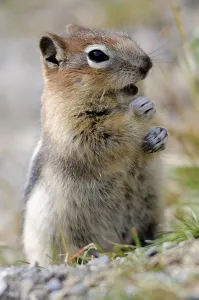 Banff National Park, Alberta (Citellus lateralis)