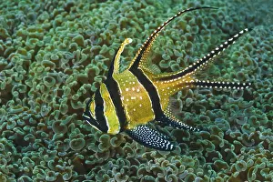 Banggai-Kardinalbarsch, Pterapogon kauderni Banggai Cardinal Fish