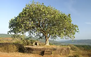 Category Historic EN Prints: Banian banyan tree at rock at Anjarle village