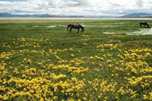 Bank of Mansarovar, Kailash Trek, Tibet