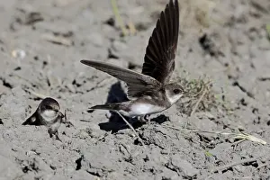 Bank swallow, Riparia riparia, search Nesting material