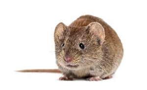 Bank vole, Myodes glareolus, formerly Clethrionomys glareolus