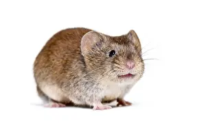 Bank vole, Myodes glareolus, formerly Clethrionomys glareolus