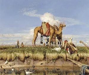 On the Banks of the Nile, Camels Stand on the Shore