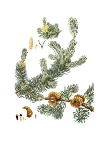Banks pine, Pinus banksiana, Jack pine, grey pine, tree, digitally enhanced reproduction of an original by Aylmer Bourke Lambert (1761 - 1842), English botanist, published around 1810