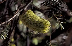 Banksia (Banksia sp.)