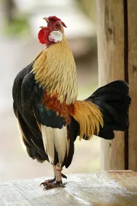 Bantam, bantam (Gallus gallus f)