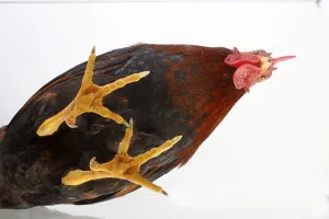 Bantam rooster, Welsum bantam rooster