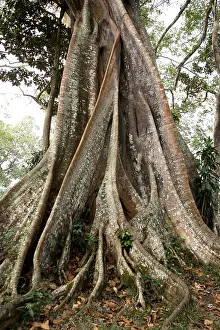 Banyan tree Botanical name Ficus bengalensis