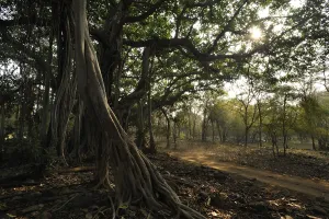 Banyan tree (Ficus benghalensis) next to a forest track