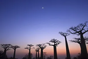 Baobab trees, Morondava, grandidier's baobab (Adansonia grandidieri)