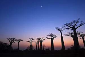 Baobabs (Adansonia grandidieri) at sunset