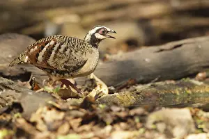 Bar-backed Partridge (Arborophila brunneopectus)