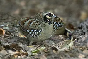 Bar-backed Partridge (Arborophila brunneopectus)