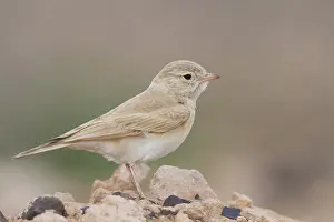 Bar-tailed Desert Lark - Sandlerche - Ammomanes cincturus