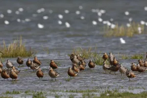 Bar-tailed Godwit (Limosa lapponica)