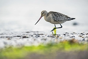 Bar-tailed Godwit (Limosa lapponica)