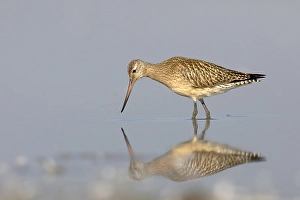 Bar-tailed Godwit ( Limosa lapponica)