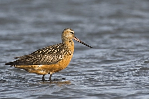 Bar-tailed Godwit (Limosa lapponica)
