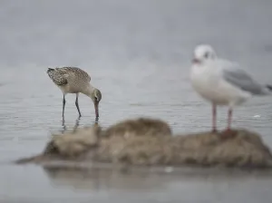 Bar-tailed godwit (Limosa lapponica)