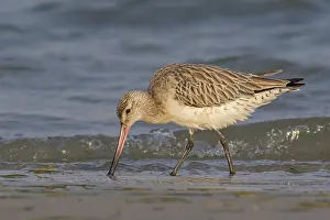 Bar-tailed godwit, (Limosa lapponica)