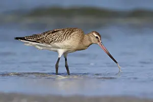 Bar-tailed Godwit (Limosa lapponica)