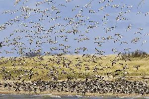 Bar-tailed Godwit (Limosa lapponica) flock in flight at the dunes in the Wadden Sea National Park