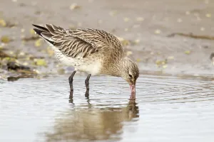 Bar tailed Godwit Limosa lapponica head down feeding in tidal pool off the Causeway to Holy Island (Lindisfarne)