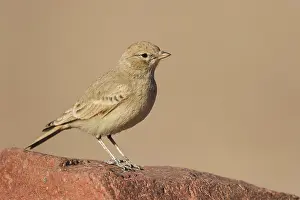 Bar-tailed Lark (Ammomanes cinctura)