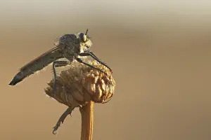Barbarossa robber fly (Eutolmus rufibarbis)
