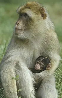 Barbary ape