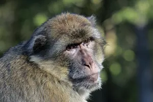 Barbary Ape - Barbary Macaque (Macaca sylvanus)